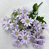 Viola 07