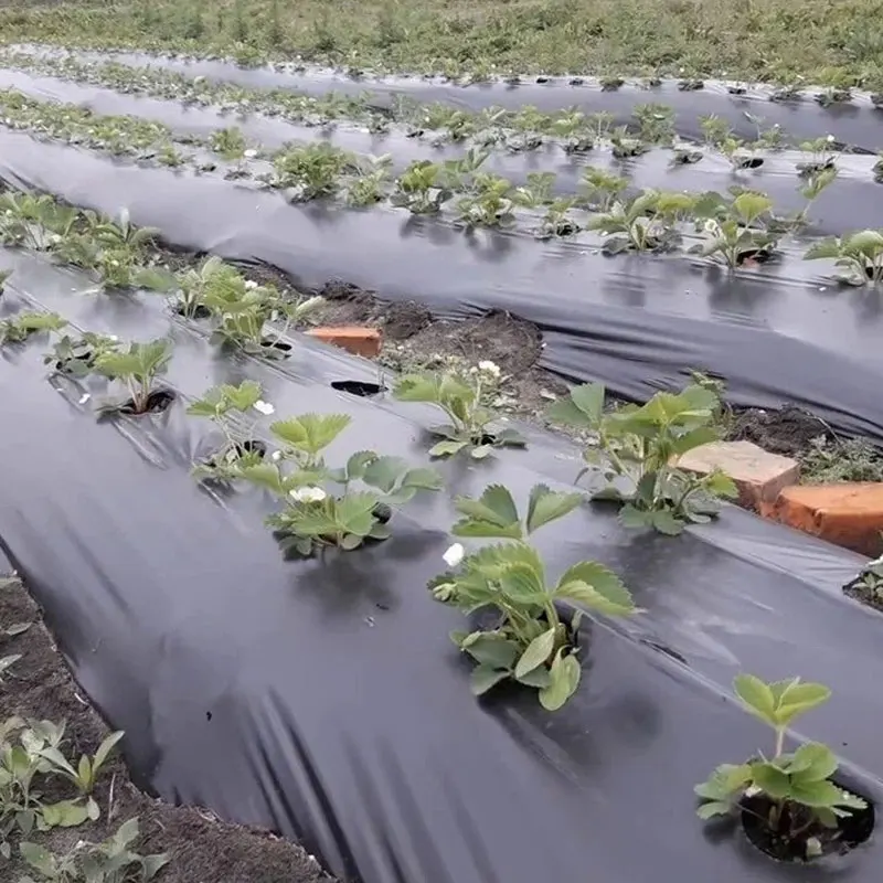 Plastic Mulsa Roll Agriculture Mulching Sheet 25 Micron 1.4 Meter Black Biodegradable Mulch Film 2000m