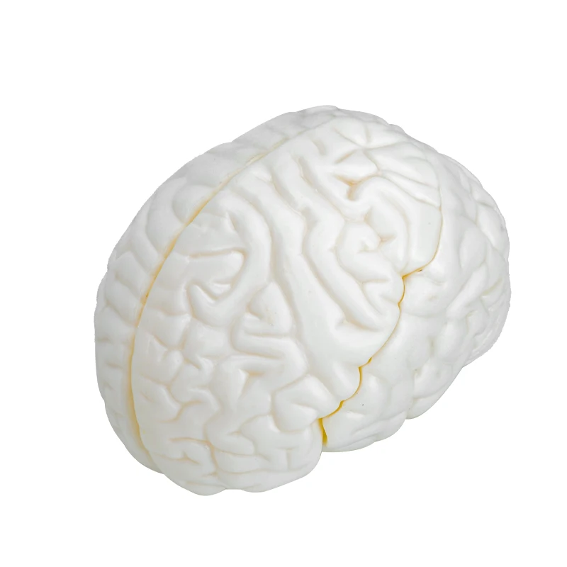 Advanced Medical Body-molded Brain Model Factory for Teaching Direct Medical Student Brain Education Model