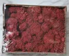 H-01 Wine red