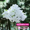 Blanc extra-dense à quatre branches