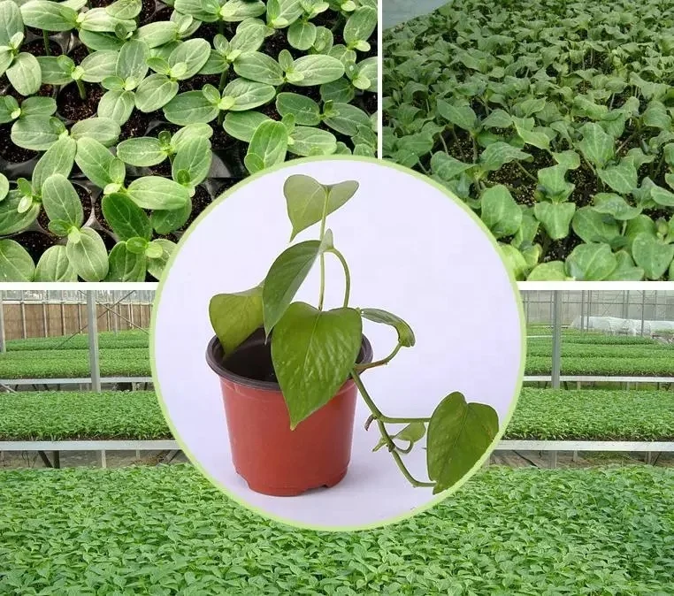 Contenitore diametro 8 cm (trasparente) - Varesina Orchidee Shop - Vendita piante online Varese