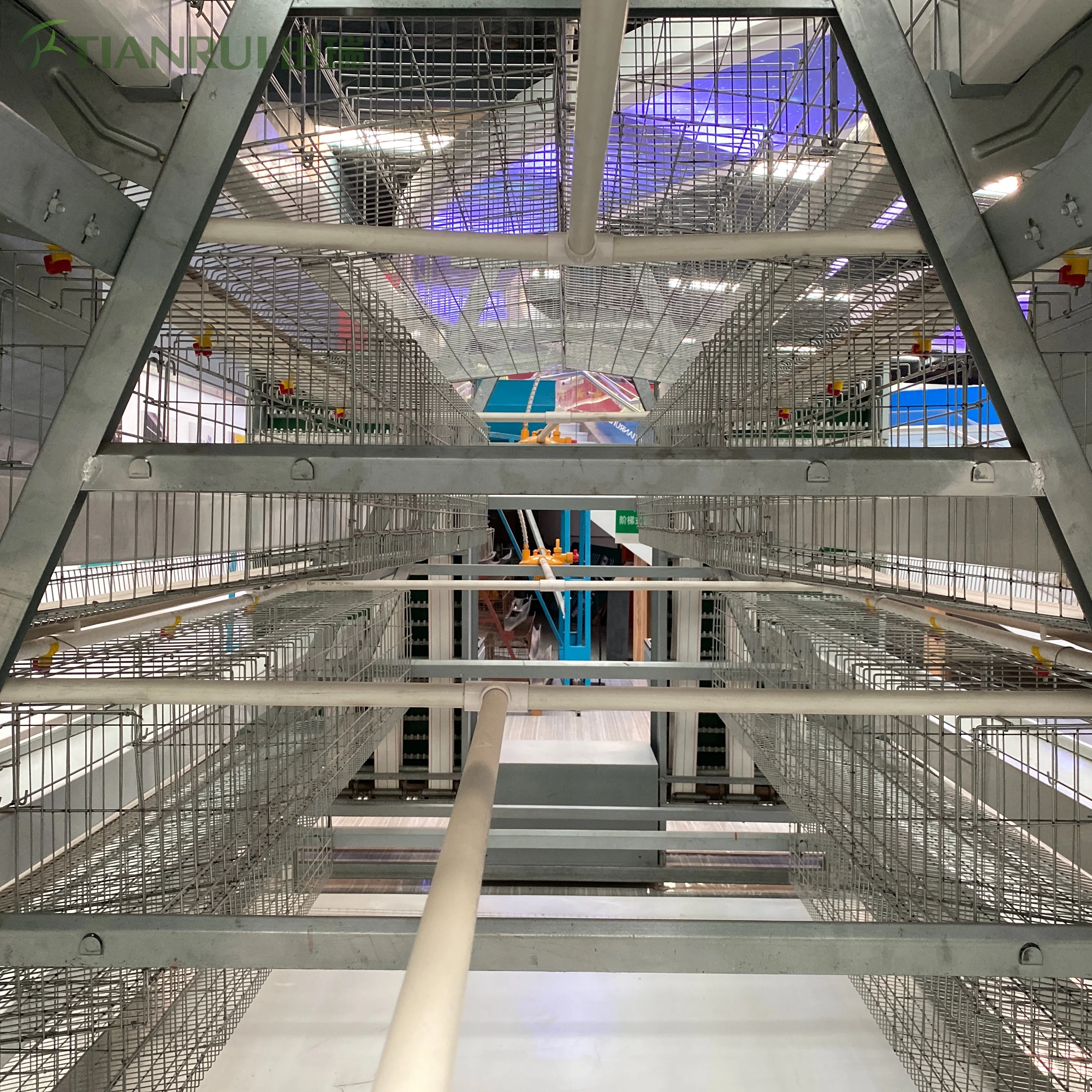 Machinery Layer Cages Systems of Chicken Cage House With Automatic Egg Collection