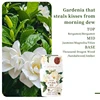 Gardenia thatsteals kisses frommorning dew
