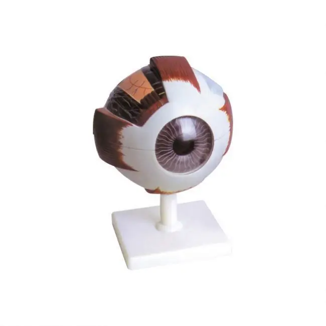 50104.01 Human Eye Model
