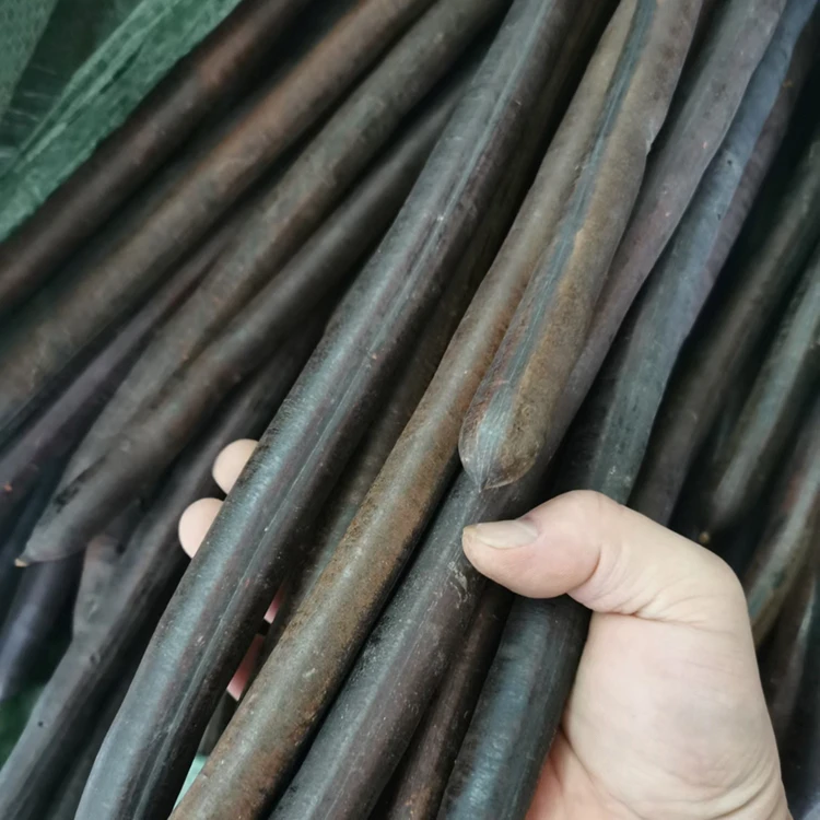 Natural Cassia Fistula Dried Whole Long Pods Bulk Vacuum Pack for Herb