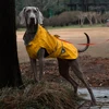 Giallo