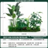 Dragon Blood Tree 2mlong