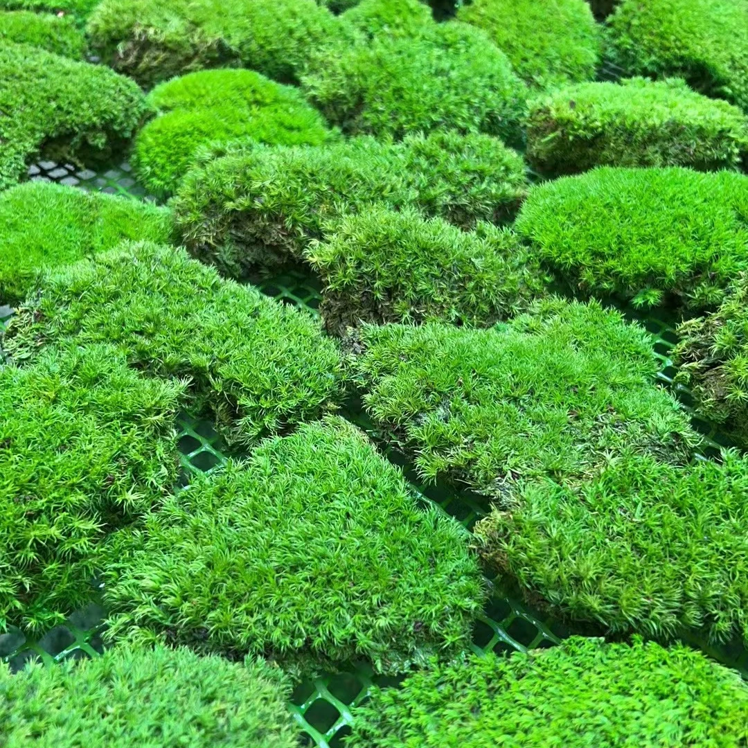 Indoor Dried Moss Balls Artificial Marimo Moss Ball For Decoration