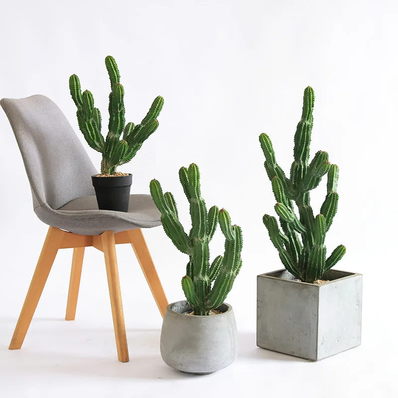 calathea richtig gieen Tipps zur Pflege deiner Pflanze : Calathea leopardina  PflanzenFuerAlle