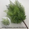 Asparagi verdi retrofractus