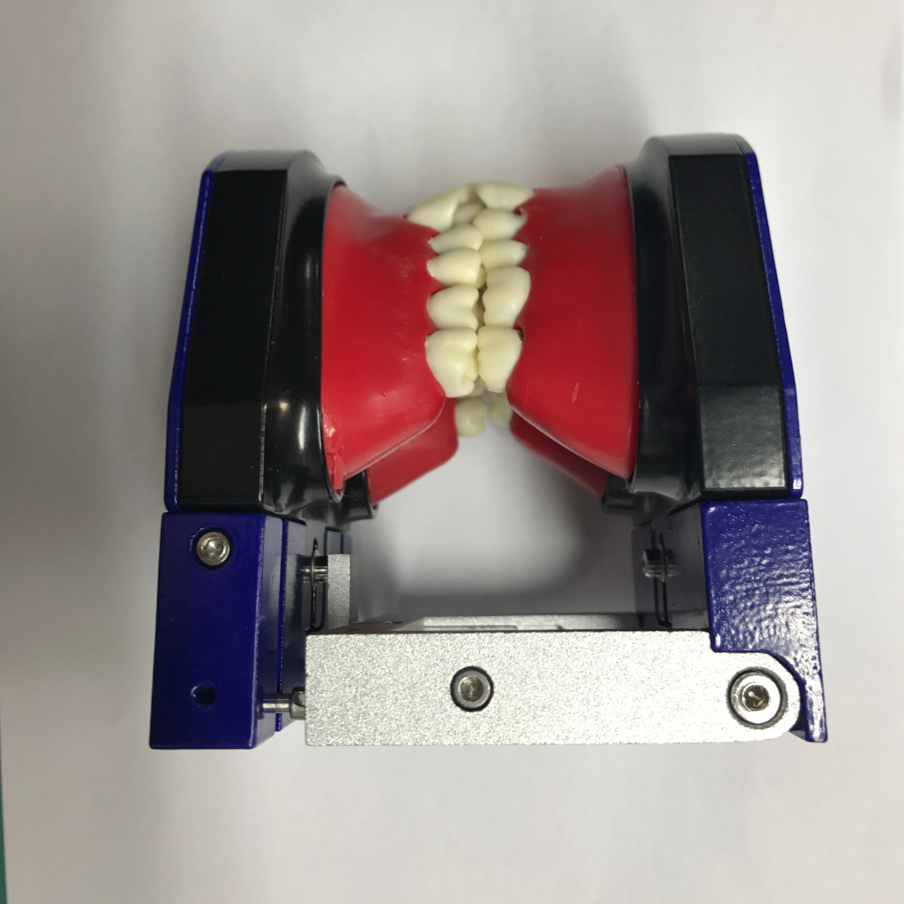 Orthodontic Practice Typodont with Wax and Teeth