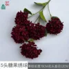 Hortensia Candy de 5 cabezas HN Rojo oscuro