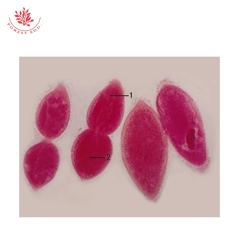 Microscope Slides Protozoa Parasitic Prepared Slides Paramecium Caudatum Microscope Prepared Slides