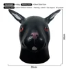 Lapin noir