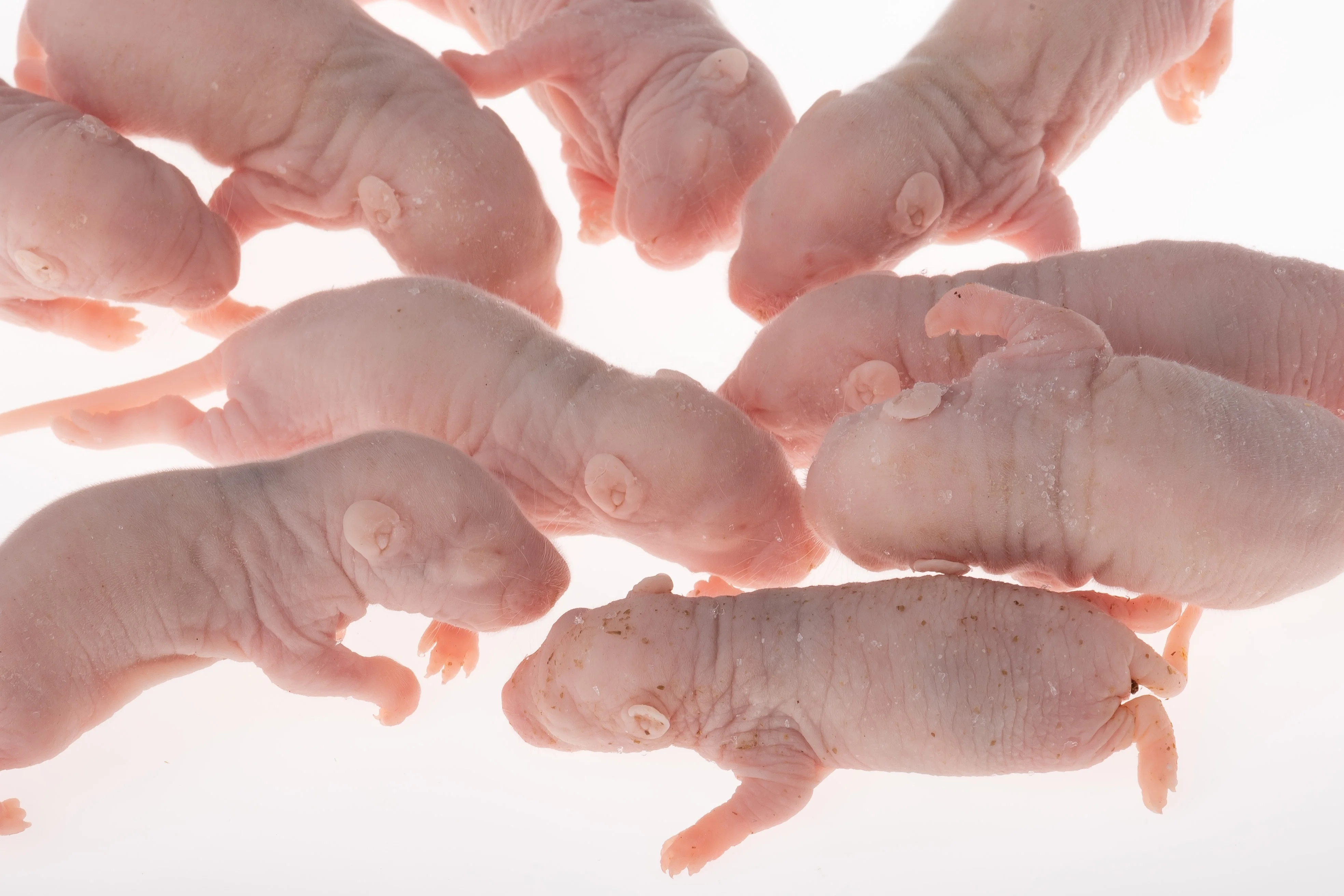 Pinky Mice For Pet Snakes,Lizards,Frogs,Turtles,Crocodiles,Foxes,Hawks,Skinks,Spiders Buy