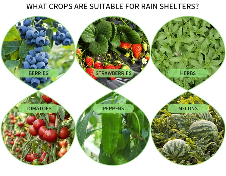 Economical Multispan Rain Shelter Greenhouse with Hot Galvanized Steel Frame for Kiwi Growing