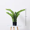 Money Leaf Potted Plant - 70cm