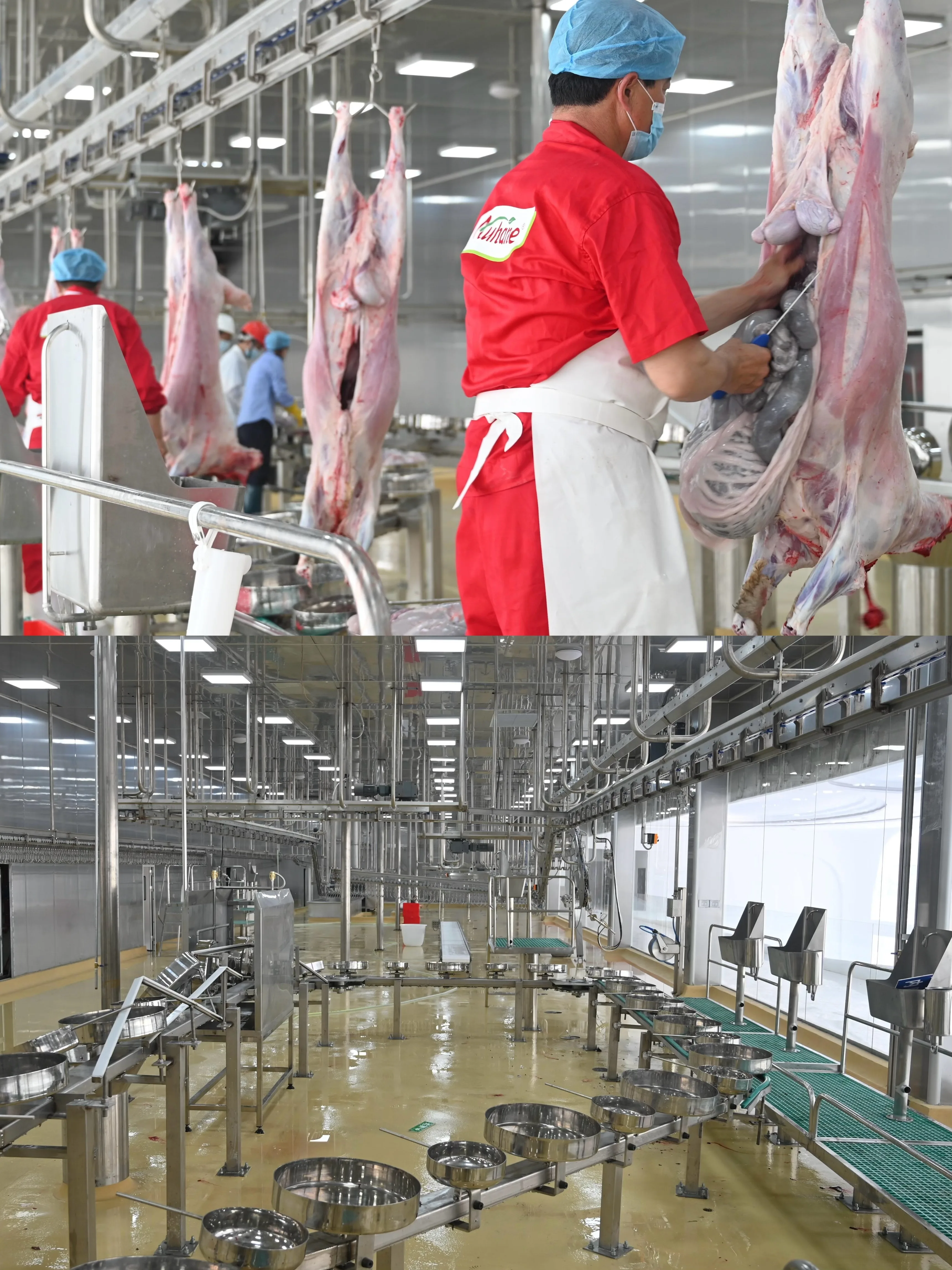 Complete sheep and goat slaughtering line equipment - efficient processing systems for meat factories and modern slaughterhouses