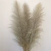60-70cm plume gray