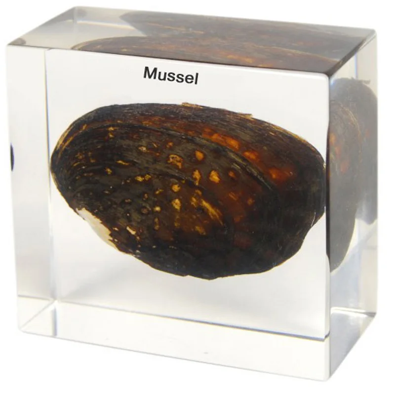 Freshwater Mussel Specimen - Embedded in Clear Lucite Block