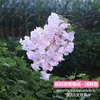 Criptovaluta rosa chiaro
