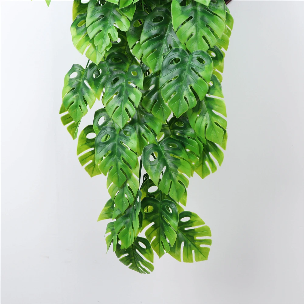buy philodendron Buy Split Leaf Philodendron Phoenix, AZ | Monstera