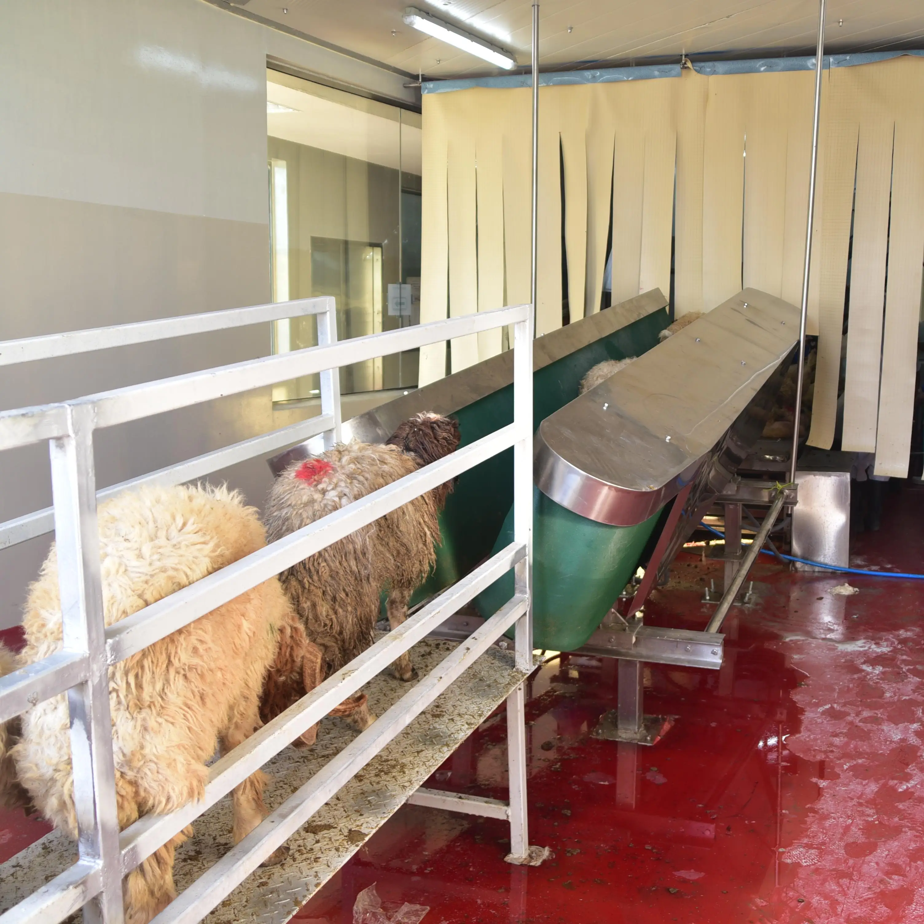 Industrial automatic halal mutton slaughtering equipment for modern slaughterhouse, complete goat slaughtering production line