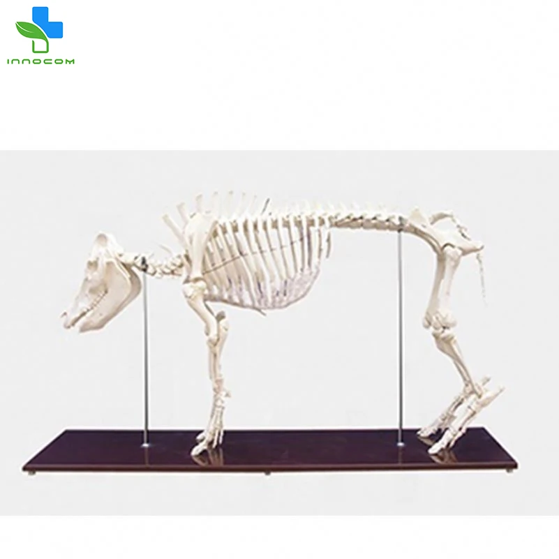 Advanced Pig Skeleton Model Medical Teaching Animal Model Plastic Pig Anatomy Model