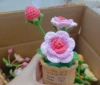 Rosa rosa 3 #