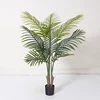 Verde 6 Palma di Areca