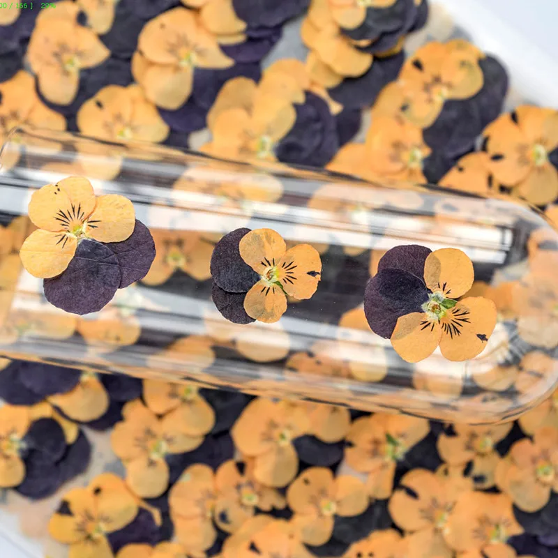 Wholesale Dry Pressed Flower Pressed Viola Tricolor Dried Pressed Pansy