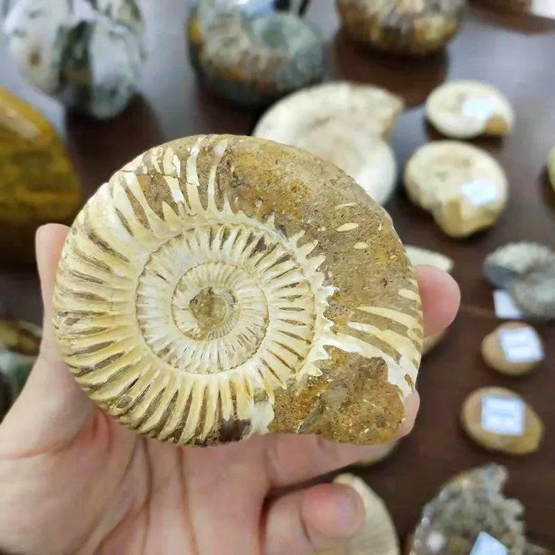 Arriba 79+ imagen ammonite fossil price