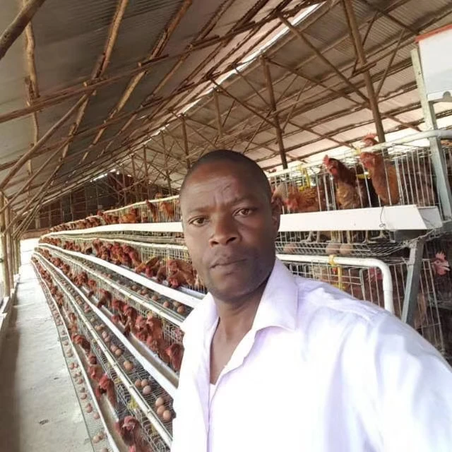 250 Birds Capacity Cage Kenya Layer Second Hand Chicken Cages For 2000