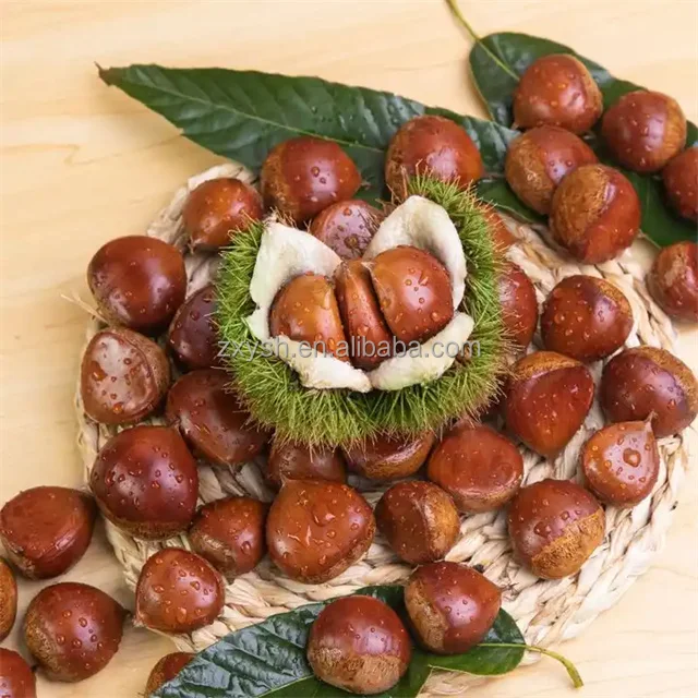 Wholesale Chestnut Raw Sweet Fresh Chestnut Kernel - Buy Fresh Chestnut ...