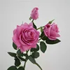 Ibisco a 3 teste rosa-viola