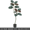 Plantes vertes 3
