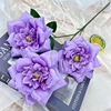 Viola