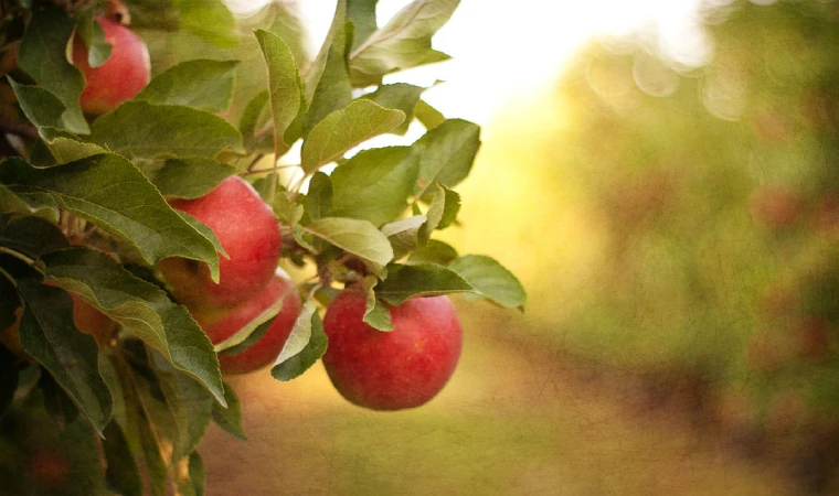 安徽砀山全力打造“数字果园”，基地加工水果100多万吨远销海外