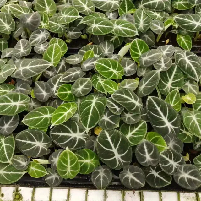 Houseplant Seddlings Indoor plants for garden Alocasia