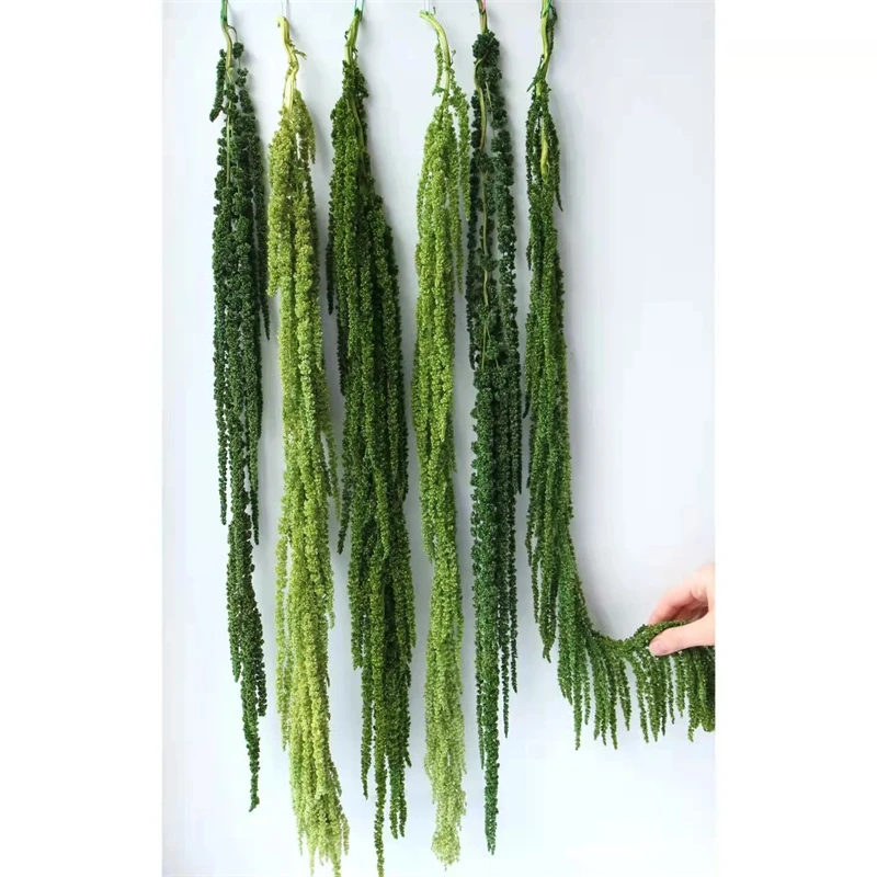 Preserved Amaranthus