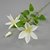 3 clematis plants white