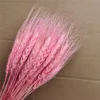 dark pink