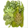 Green 04, 35pcs/pack