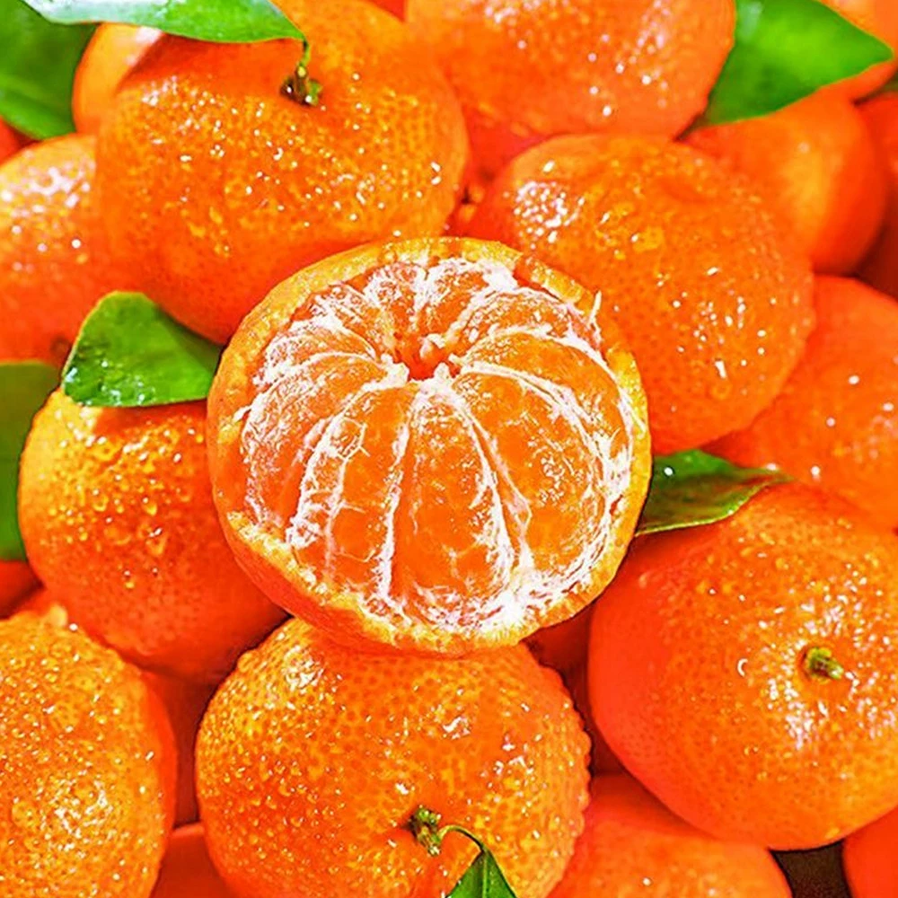 Fresh Organic Mandarin Orange Fresh Sweet Citrus Fruits Nanfeng Orange Baby Mandarin Oranges Direct Wholesale Export From China