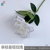Single Manta Rose WY White