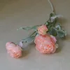 peach pink