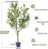 Olivo Naturale Verde 1,20 m con Vaso di Avviamento Nero