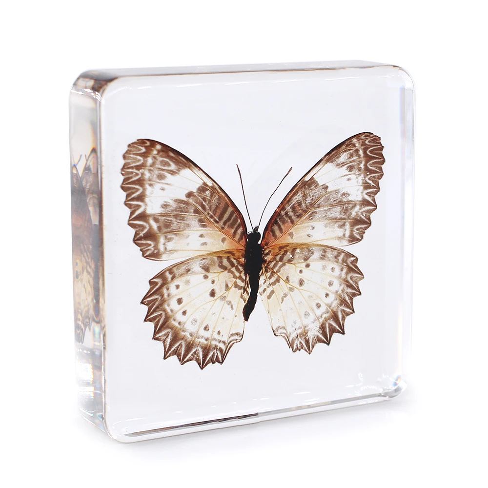 Butterfly Life Cycle Development Specimen Insect in Resin Science Learning Kit Set School Equipment