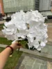 5 New Zealand Hydrangeas In Pure White